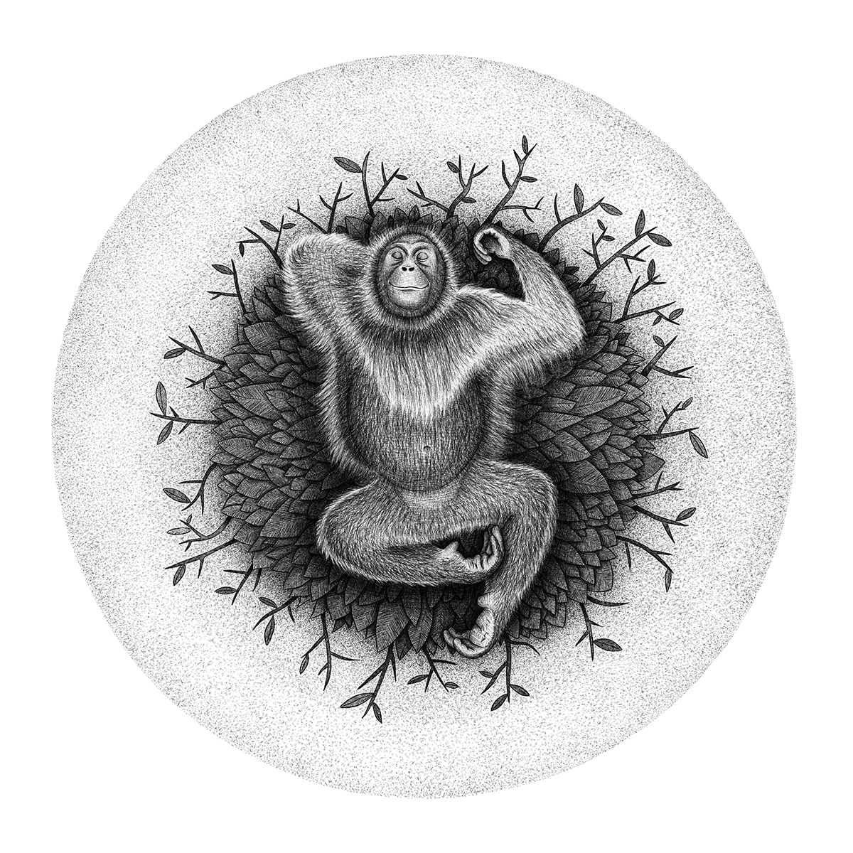 orangutan nest black and white illustrations drawings endangered animals lucia eggenhoffer illustrator