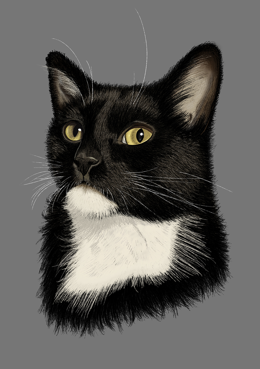 order cat portrait drawing commissions