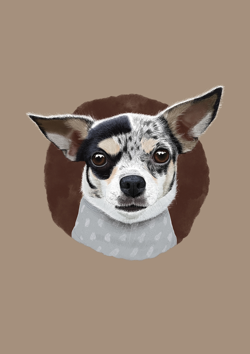 order chihuahua dog portrait drawing