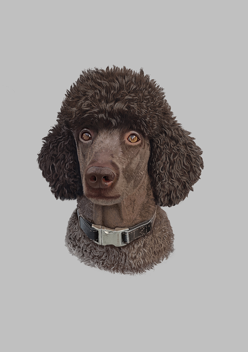 order portrait drawing of your dog
