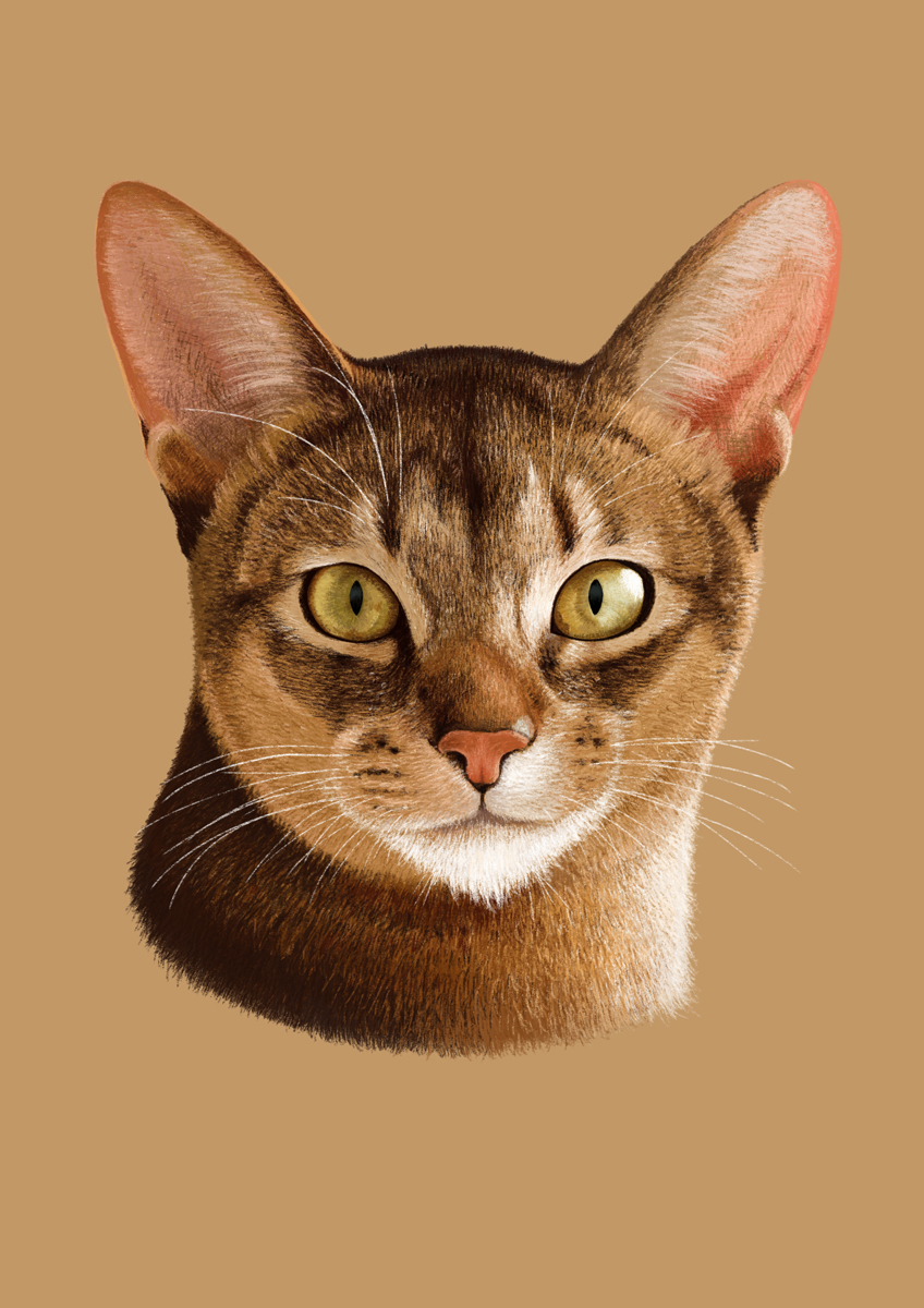 abyssinian cat portrait drawing