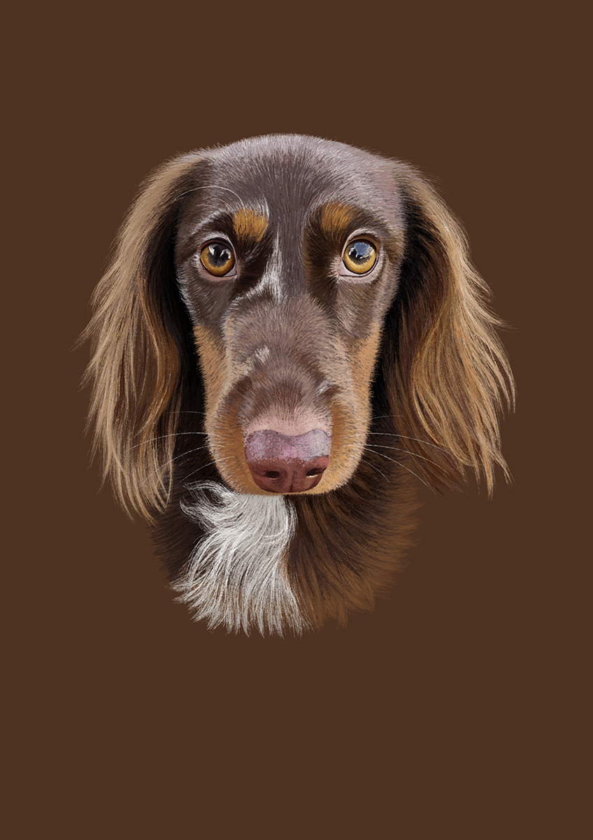 dachshund dog portrait drawing by eggen